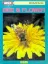 Bee & Flower